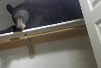 В США медведь залез в дом и уснул в шкафу