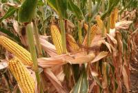 Минэкономики ухудшило прогноз урожая зерна на 2020 год