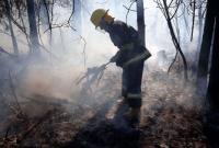 Причиной лесных пожаров в 95% случаев является деятельность человека - Геращенко
