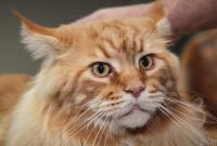 В США коронавирусом начали болеть коты