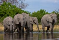 В Ботсване массово гибнут слоны, причины смертей сотен животных неизвестны - СМИ