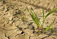 Аграрии Одесской области понесли более 6,5 млрд грн убытков из-за засухи