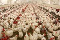ЕС хочет запретить рутинное использование антибиотиков на фермах
