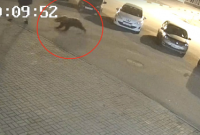 В России медведь посреди улицы набросился на мужчину: видео нападения опубликовали в Сети