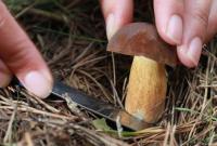 В Україні у 2020 році збільшилась кількість отруєнь дикорослими грибами