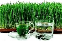 10 преимуществ употребления сока ростков пшеницы для здоровья