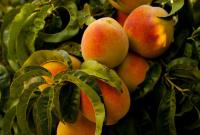 Персики: сезонный продукт для здоровья и хорошего настроения